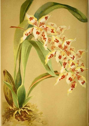 Reproducción/Reproduction 49717871541: Gartenflora.. Erlangen :F. Enke,1852-1940.. 