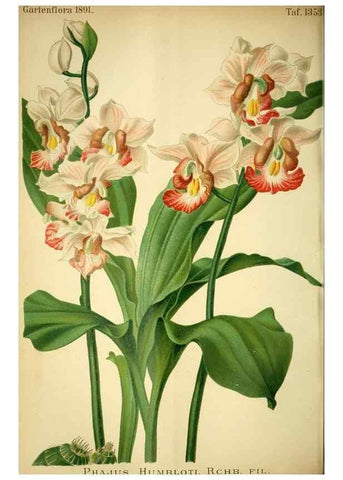 Reproducción/Reproduction 49718184662: Gartenflora.. Erlangen :F. Enke,1852-1940.. 