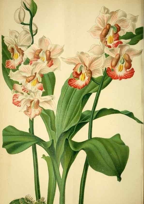 Reproducción/Reproduction 49718184662: Gartenflora.. Erlangen :F. Enke,1852-1940.. 