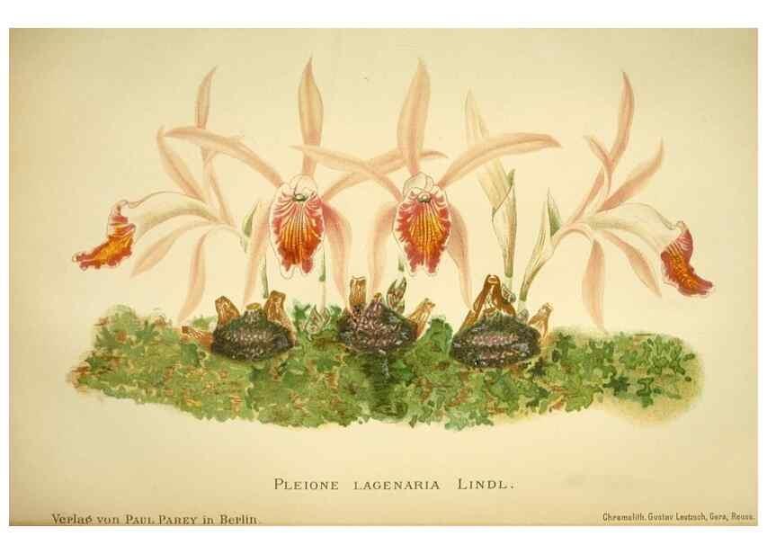 Reproducción/Reproduction 49717331193: Gartenflora.. Erlangen :F. Enke,1852-1940.. 