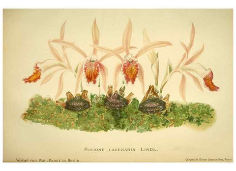 Reproducción/Reproduction 49717331193: Gartenflora.. Erlangen :F. Enke,1852-1940.. 
