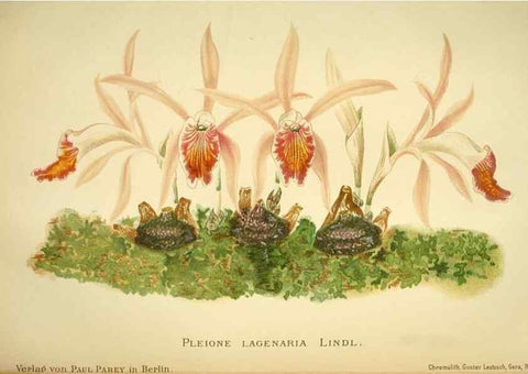 Reproducción/Reproduction 49717331193: Gartenflora.. Erlangen :F. Enke,1852-1940.. 
