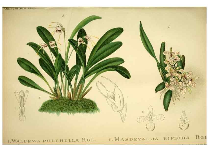 Reproducción/Reproduction 49717866766: Gartenflora.. Erlangen :F. Enke,1852-1940.. 