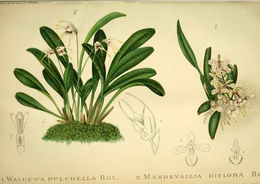 Reproducción/Reproduction 49717866766: Gartenflora.. Erlangen :F. Enke,1852-1940.. 