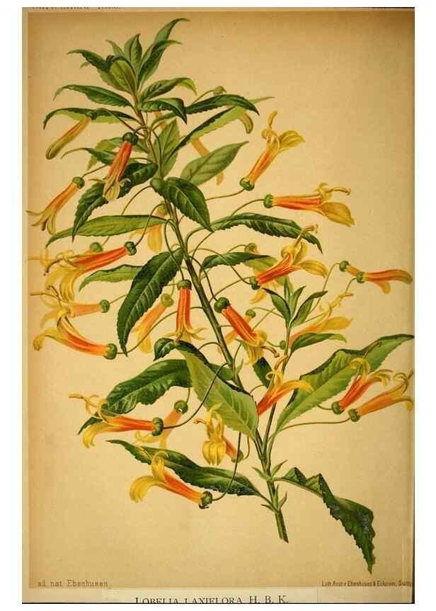 Reproducción/Reproduction 49717173063: Gartenflora.. Erlangen :F. Enke,1852-1940.. 