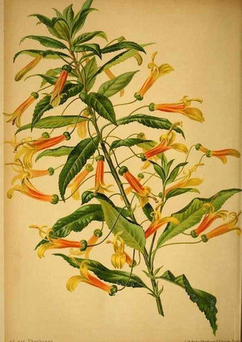 Reproducción/Reproduction 49717173063: Gartenflora.. Erlangen :F. Enke,1852-1940.. 