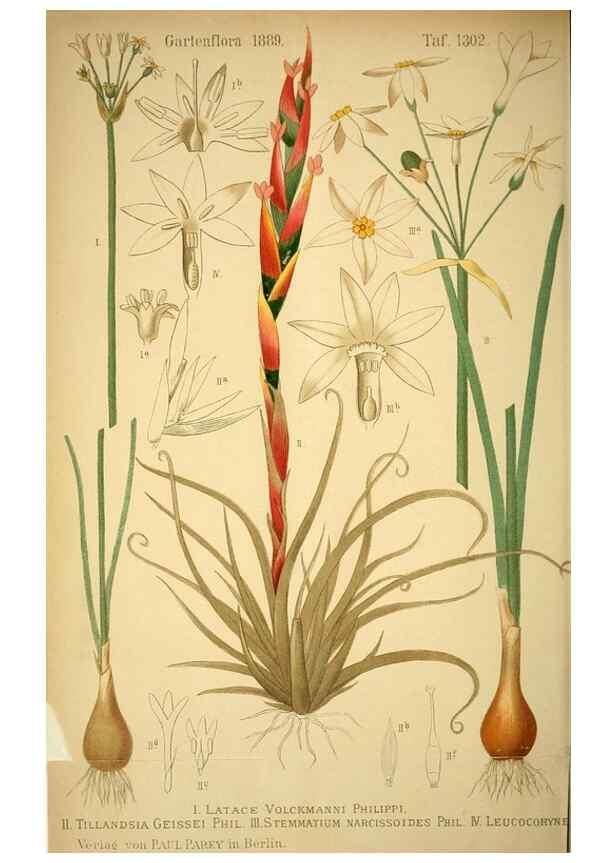 Reproducción/Reproduction 49717712751: Gartenflora.. Erlangen :F. Enke,1852-1940.. 