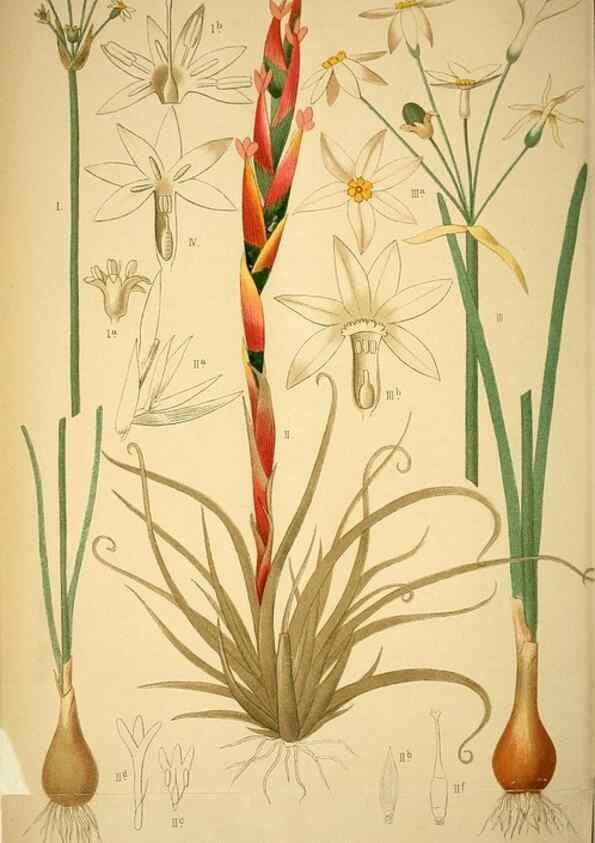 Reproducción/Reproduction 49717712751: Gartenflora.. Erlangen :F. Enke,1852-1940.. 