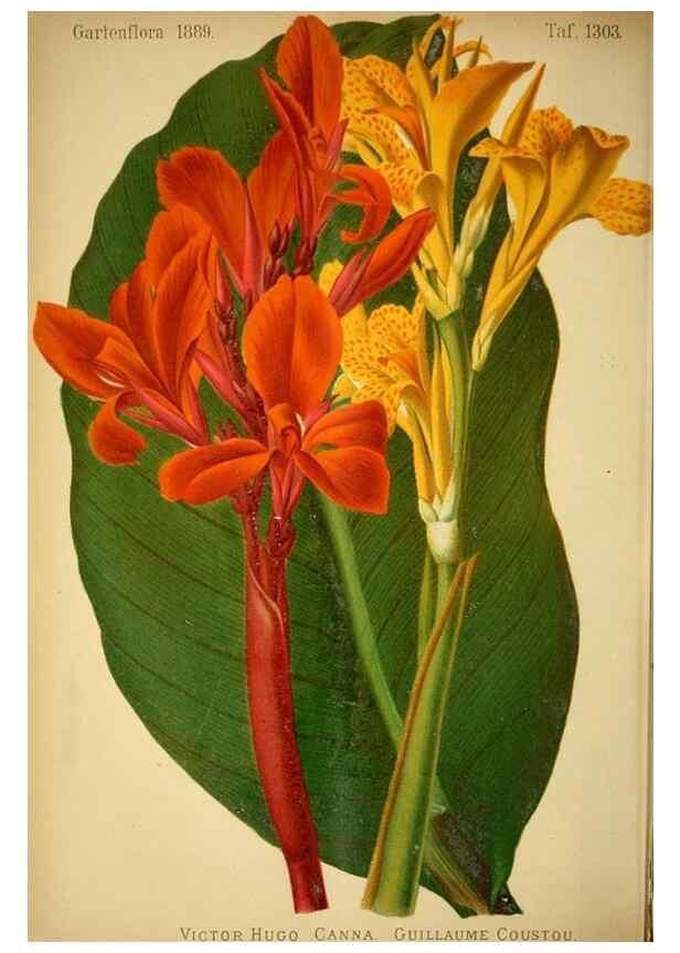 Reproducción/Reproduction 49717712941: Gartenflora.. Erlangen :F. Enke,1852-1940.. 
