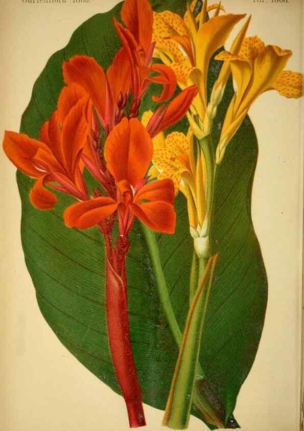 Reproducción/Reproduction 49717712941: Gartenflora.. Erlangen :F. Enke,1852-1940.. 