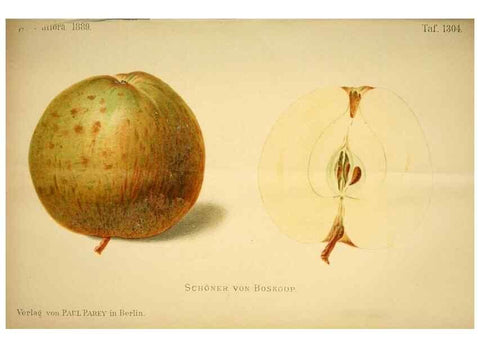 Reproducción/Reproduction 49718026897: Gartenflora.. Erlangen :F. Enke,1852-1940.. 