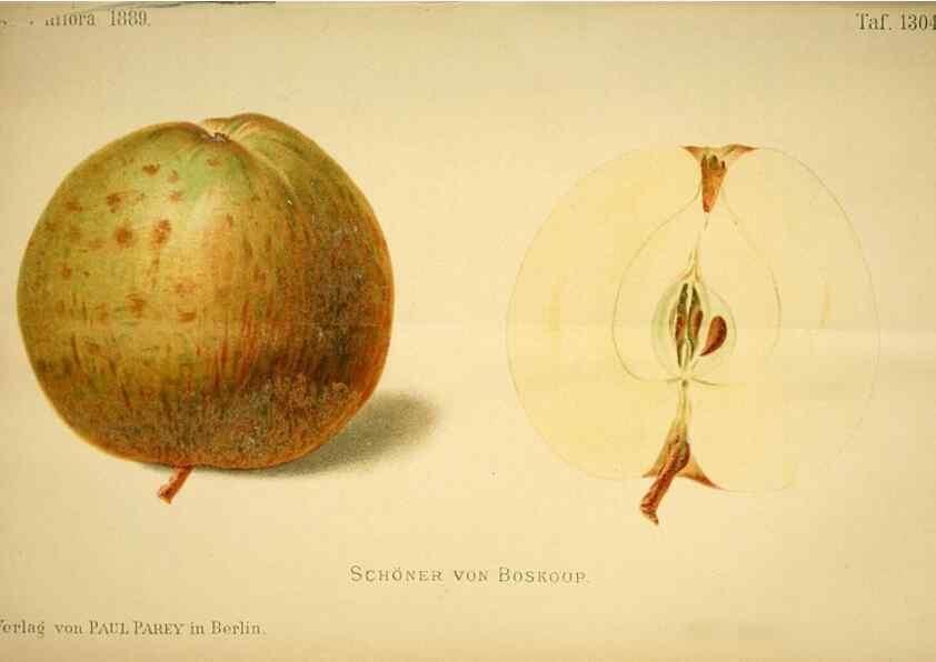 Reproducción/Reproduction 49718026897: Gartenflora.. Erlangen :F. Enke,1852-1940.. 