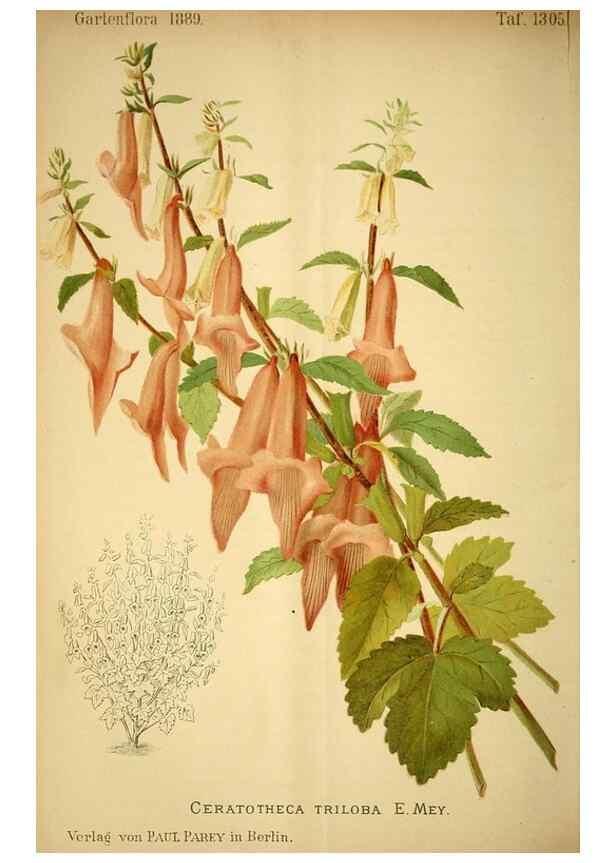 Reproducción/Reproduction 49717713401: Gartenflora.. Erlangen :F. Enke,1852-1940.. 