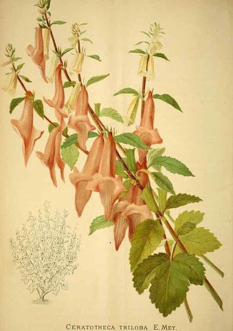 Reproducción/Reproduction 49717713401: Gartenflora.. Erlangen :F. Enke,1852-1940.. 