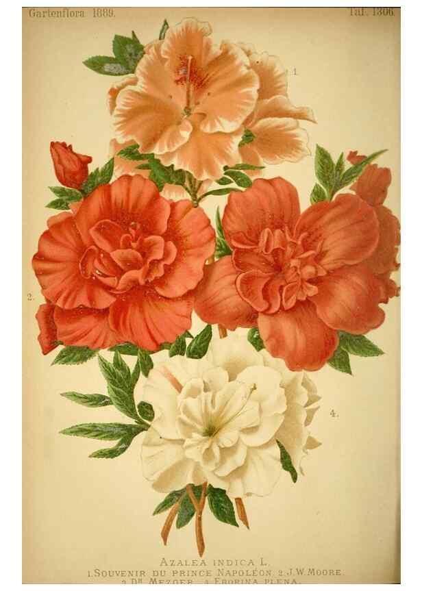 Reproducción/Reproduction 49717174163: Gartenflora.. Erlangen :F. Enke,1852-1940.. 
