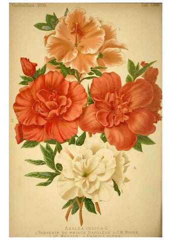 Reproducción/Reproduction 49717174163: Gartenflora.. Erlangen :F. Enke,1852-1940.. 