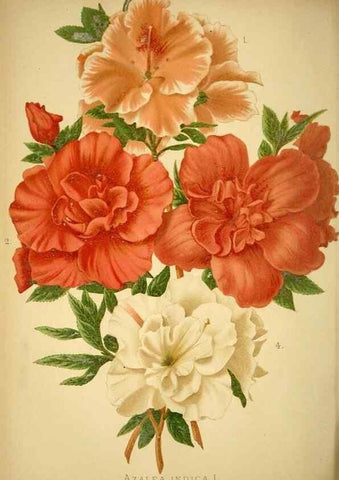 Reproducción/Reproduction 49717174163: Gartenflora.. Erlangen :F. Enke,1852-1940.. 