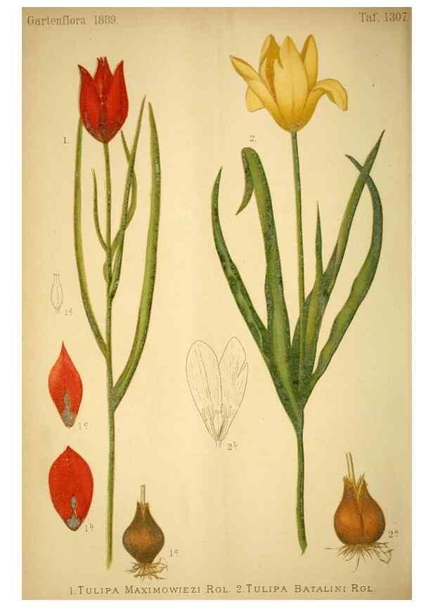 Reproducción/Reproduction 49718027522: Gartenflora.. Erlangen :F. Enke,1852-1940.. 