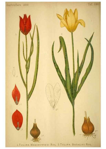 Reproducción/Reproduction 49718027522: Gartenflora.. Erlangen :F. Enke,1852-1940.. 