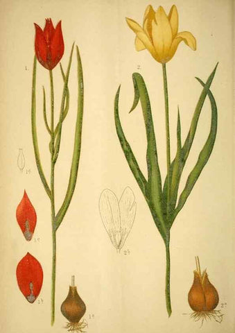 Reproducción/Reproduction 49718027522: Gartenflora.. Erlangen :F. Enke,1852-1940.. 