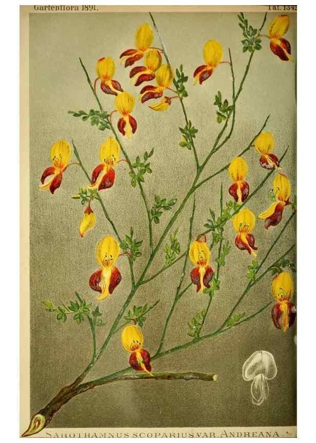 Reproducción/Reproduction 49717330938: Gartenflora.. Erlangen :F. Enke,1852-1940.. 