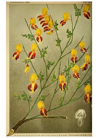 Reproducción/Reproduction 49717330938: Gartenflora.. Erlangen :F. Enke,1852-1940.. 