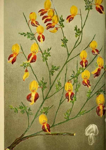 Reproducción/Reproduction 49717330938: Gartenflora.. Erlangen :F. Enke,1852-1940.. 
