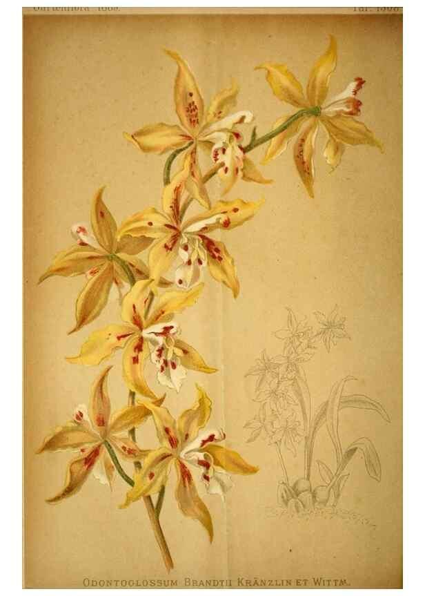 Reproducción/Reproduction 49718027722: Gartenflora.. Erlangen :F. Enke,1852-1940.. 