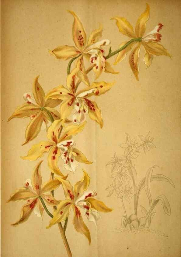 Reproducción/Reproduction 49718027722: Gartenflora.. Erlangen :F. Enke,1852-1940.. 