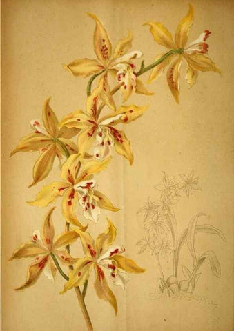 Reproducción/Reproduction 49718027722: Gartenflora.. Erlangen :F. Enke,1852-1940.. 