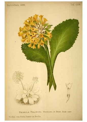 Reproducción/Reproduction 49717714381: Gartenflora.. Erlangen :F. Enke,1852-1940.. 