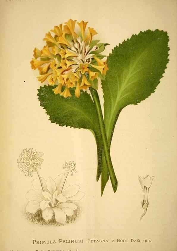 Reproducción/Reproduction 49717714381: Gartenflora.. Erlangen :F. Enke,1852-1940.. 
