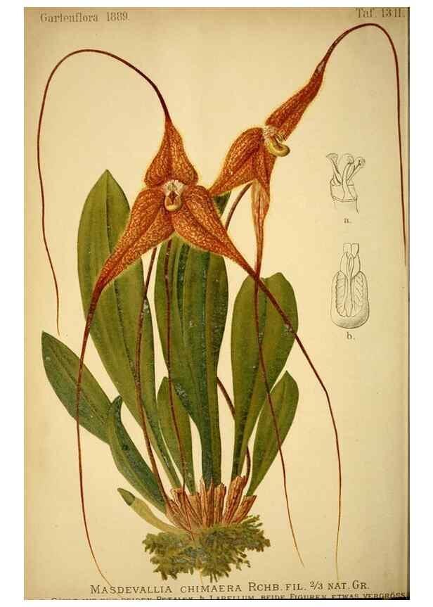 Reproducción/Reproduction 49717714596: Gartenflora.. Erlangen :F. Enke,1852-1940.. 