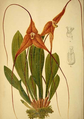 Reproducción/Reproduction 49717714596: Gartenflora.. Erlangen :F. Enke,1852-1940.. 