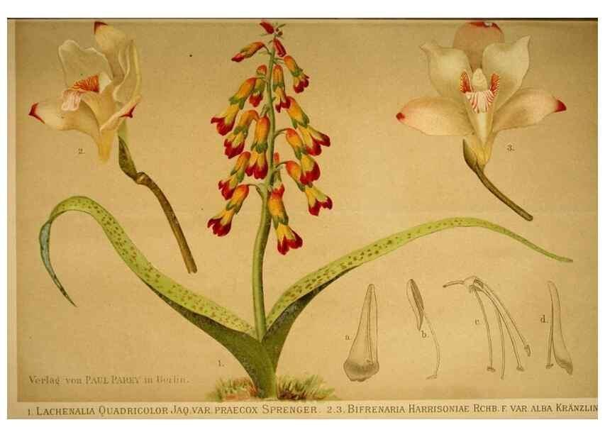 Reproducción/Reproduction 49717175438: Gartenflora.. Erlangen :F. Enke,1852-1940.. 