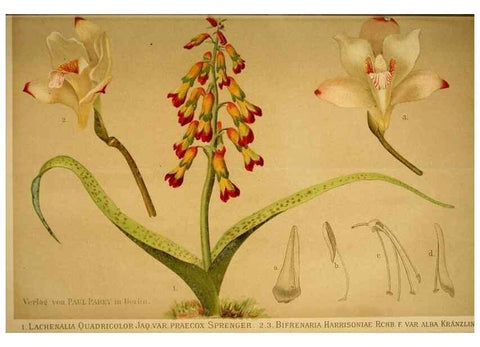 Reproducción/Reproduction 49717175438: Gartenflora.. Erlangen :F. Enke,1852-1940.. 