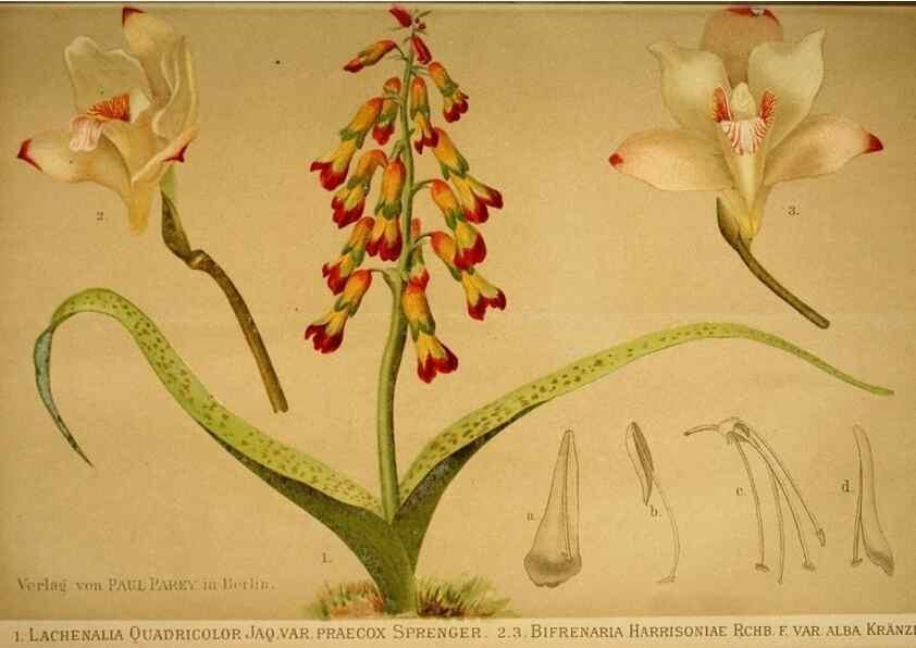 Reproducción/Reproduction 49717175438: Gartenflora.. Erlangen :F. Enke,1852-1940.. 