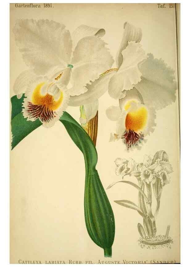 Reproducción/Reproduction 49717329643: Gartenflora.. Erlangen :F. Enke,1852-1940.. 