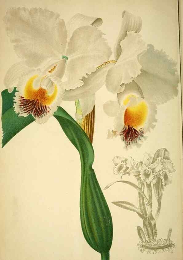 Reproducción/Reproduction 49717329643: Gartenflora.. Erlangen :F. Enke,1852-1940.. 