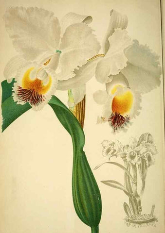 Reproducción/Reproduction 49717329643: Gartenflora.. Erlangen :F. Enke,1852-1940.. 