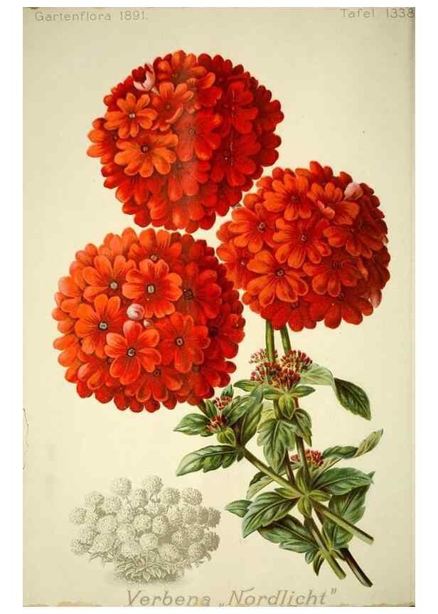 Reproducción/Reproduction 49718181202: Gartenflora.. Erlangen :F. Enke,1852-1940.. 