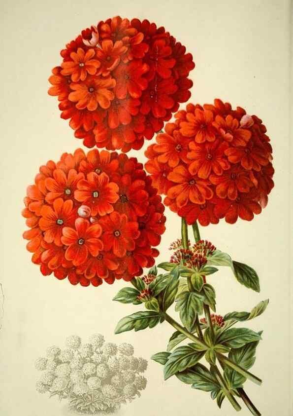 Reproducción/Reproduction 49718181202: Gartenflora.. Erlangen :F. Enke,1852-1940.. 