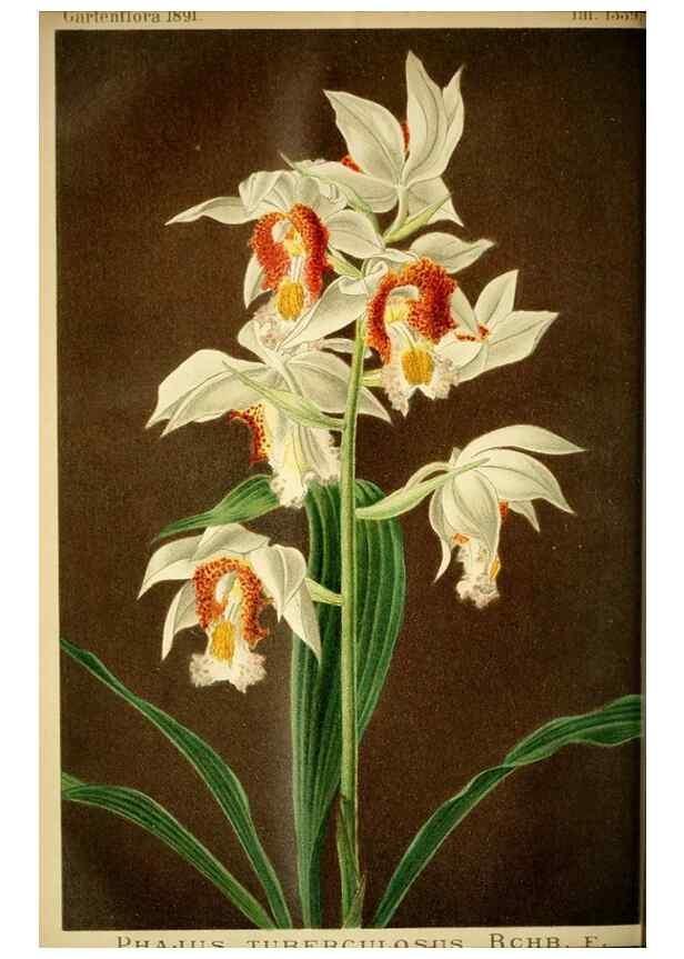 Reproducción/Reproduction 49717866261: Gartenflora.. Erlangen :F. Enke,1852-1940.. 