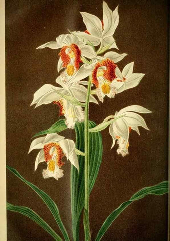 Reproducción/Reproduction 49717866261: Gartenflora.. Erlangen :F. Enke,1852-1940.. 