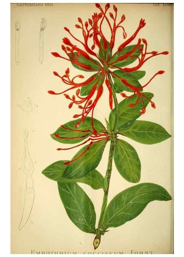 Reproducción/Reproduction 49717866511: Gartenflora.. Erlangen :F. Enke,1852-1940.. 