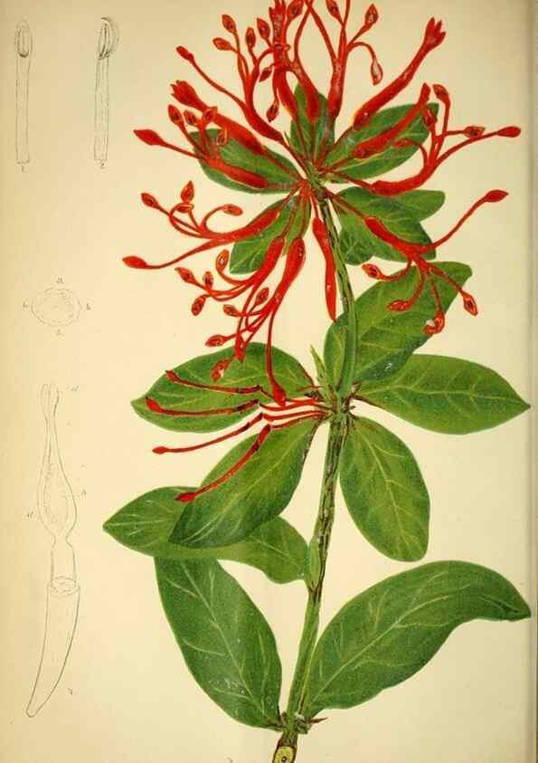 Reproducción/Reproduction 49717866511: Gartenflora.. Erlangen :F. Enke,1852-1940.. 