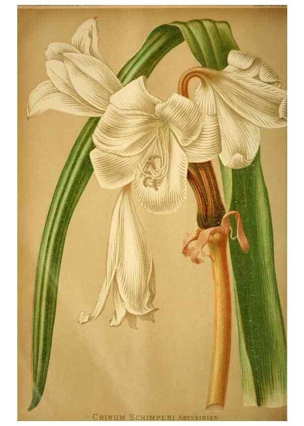 Reproducción/Reproduction 49717174818: Gartenflora.. Erlangen :F. Enke,1852-1940.. 