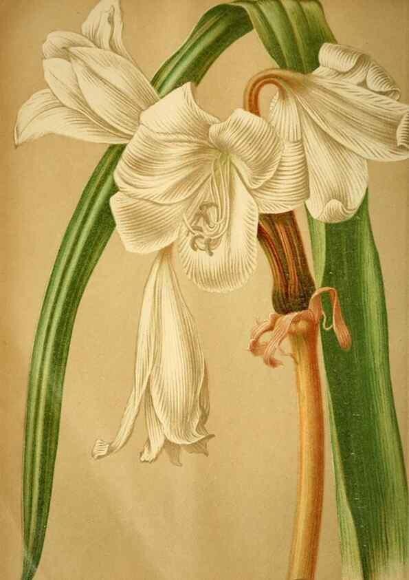 Reproducción/Reproduction 49717174818: Gartenflora.. Erlangen :F. Enke,1852-1940.. 
