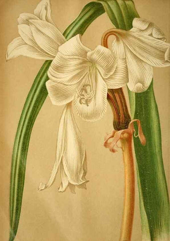 Reproducción/Reproduction 49717174818: Gartenflora.. Erlangen :F. Enke,1852-1940.. 
