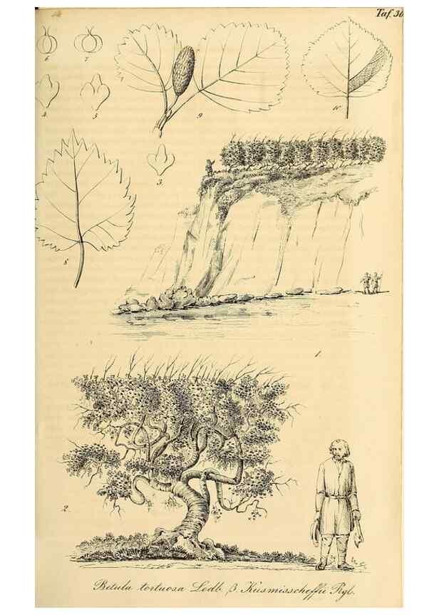 Reproducción/Reproduction 49690764857: Gartenflora.. Erlangen :F. Enke,1852-1940.. 